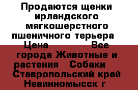 Продаются щенки ирландского мягкошерстного пшеничного терьера › Цена ­ 30 000 - Все города Животные и растения » Собаки   . Ставропольский край,Невинномысск г.